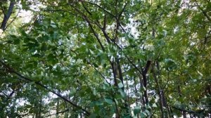 Клекачка I Staphylea pinnata. Дорогостоящая порода растений. Использование в выпечке.