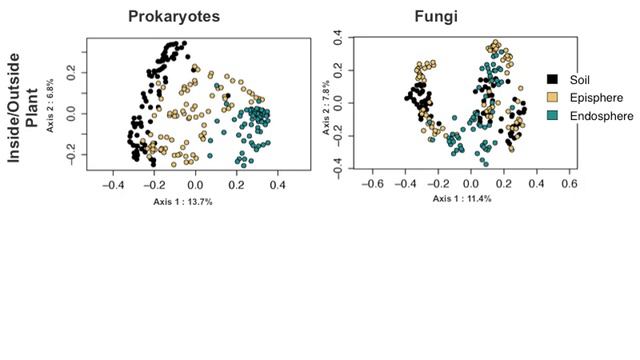 Mining the Agave Microbiome for Adaptations to Arid Environments смотреть онлайн
