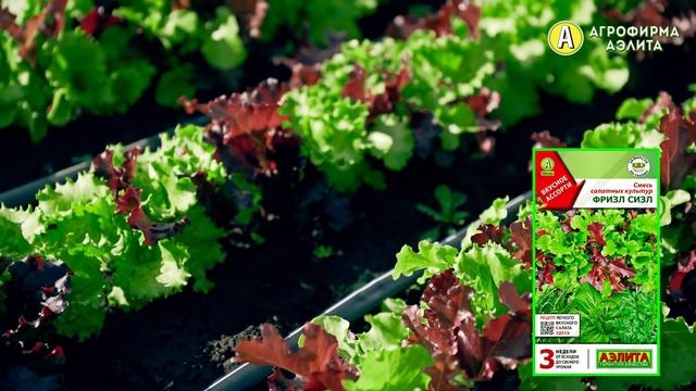 САЛАТНЫЕ СМЕСИ В ОТКРЫТОМ ГРУНТЕ смотреть онлайн