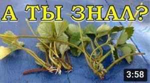 Как размножить КЛУБНИКУ? Варианты укоренения рассады???