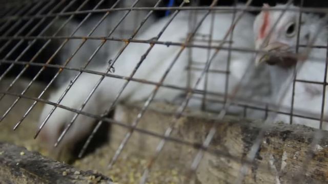 Бройлеры. Выращивание бройлеров без падежа. смотреть онлайн