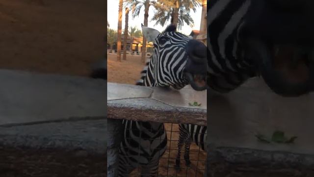 Zebra, Abu Dhabi Zoo