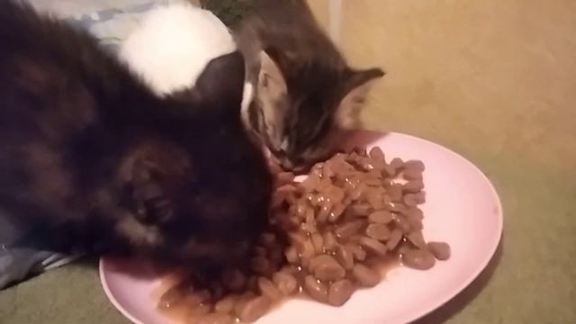 Новое пополнение. Котята в добрые руки.
