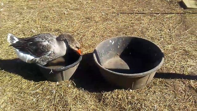 #146 Чего им не хватает? Гуси Французские Тулузы смотреть онлайн