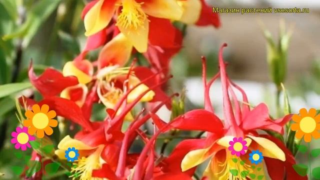 Аквилегия голубая Мьюзик ред энд голд. Краткий обзор, описание aquilegia caerulea Music Red and Gol