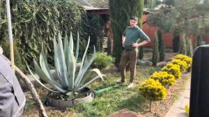 Пересадка агавы…