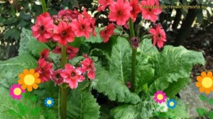 Примула японская Миллерс Кримсон. Краткий обзор, описание primula japonica Millers Crimson