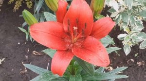 Лилия Ориджинал Лав