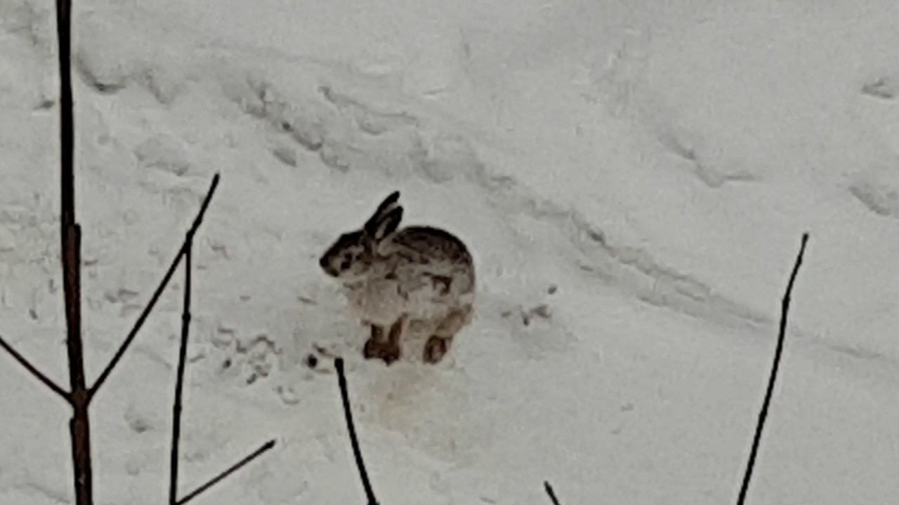 Зайка на Измайловском бульваре смотреть онлайн