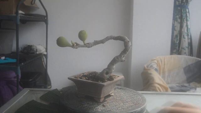 Бонсай из Фикуса Карика. Инжир бонсай. Уход и советы по выращиванию в домашних условиях смотреть онлайн