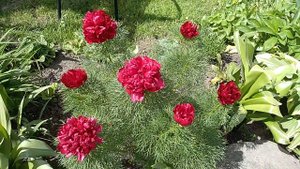 Тонколистный пион флоре плено, махровый тонколистный пион. Пион тонколистный Рубра Плена. Воронец.