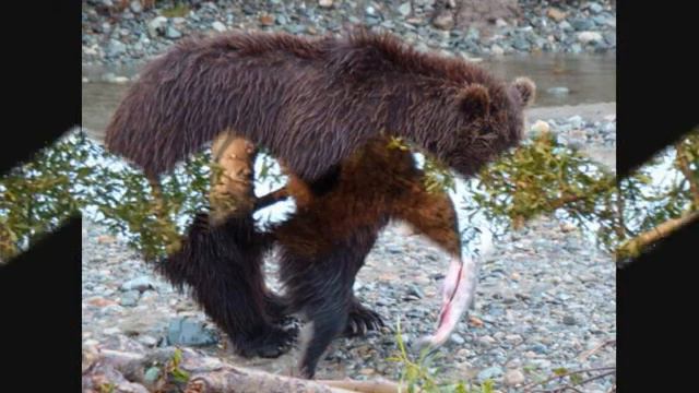 хозяин тундры.wmv смотреть онлайн