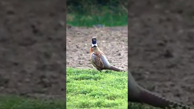 Common pheasant (Phasianus colchicus) shorts