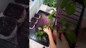 Джинура листья бога укоренение