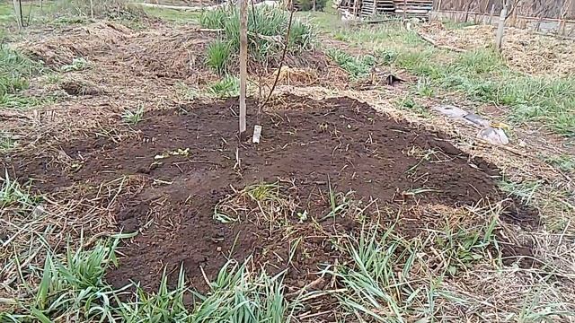 Посадка сливы на холм смотреть онлайн