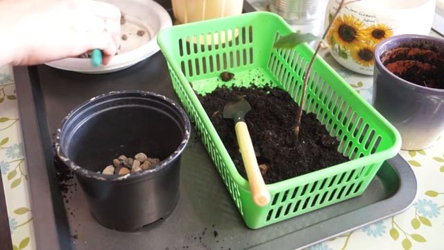 Пересадка фикуса смотреть онлайн