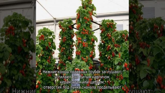 Как сделать грядку для клубники смотреть онлайн