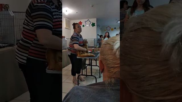 Выставка котов смотреть онлайн