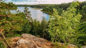 0034. Такое не забыть, встретили медведя. Сказочный лес заказника Ястребиное озеро 265-25