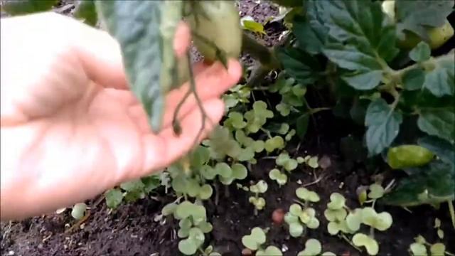 томат комбат. Семена Алтая штамбовый до 45 см - сливки 95- 100 грамм смотреть онлайн