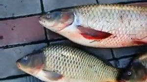 Рыбалка на водоеме Гощь Карачевского района