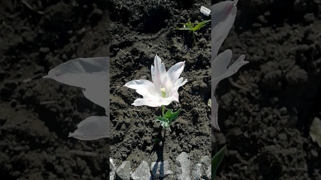 Одинокий тюльпан.?