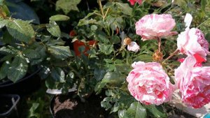 Floribunda Rose " Scentimental ", the most fragrant striped rose I own,with a fruity and spicy scen