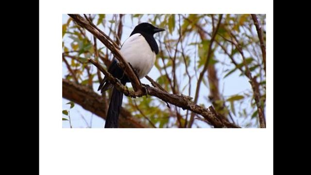 Урок кубановедения. Весенние изменения на Кубани. смотреть онлайн