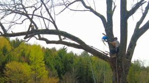 Упал с дерева с бензопилой!