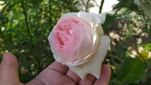 Сорт Эден роуз из разных питомников.Сравнение