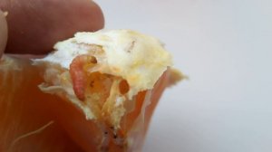 Живой ЧЕРВЯК в Апельсине((((!!! Купил фрукты в Магните.Live WORM found in an Orange((((!!! Buy frui