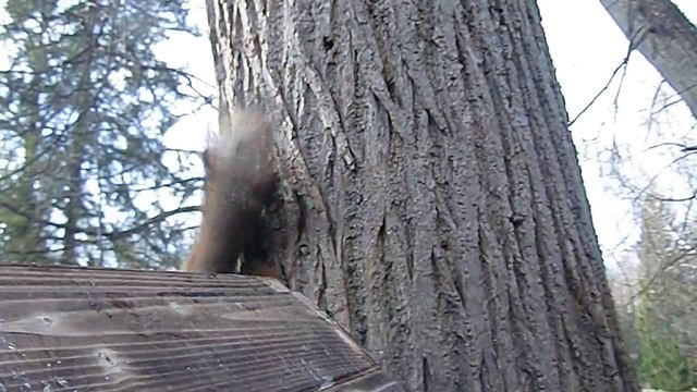 Белка укусила смотреть онлайн