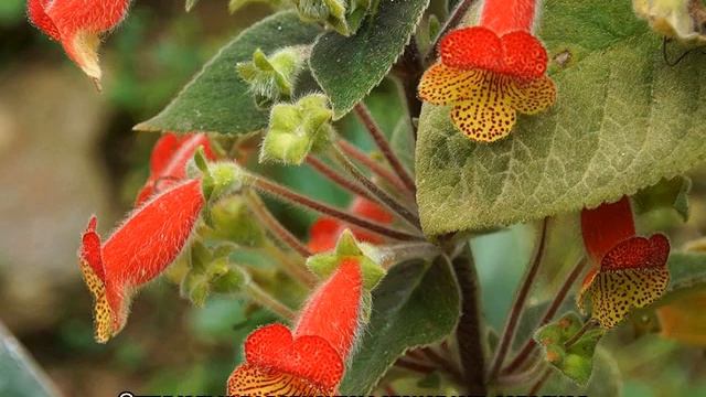 Колерия — уход в домашних условиях