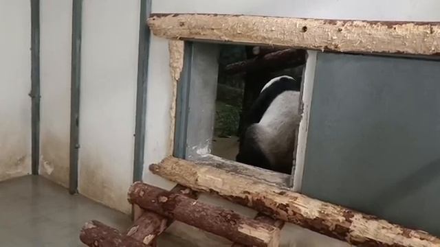 🐼Катюша, так не хочешь идти в вольер.. Я настаиваю 😁 Панда Дин Дин смотреть онлайн