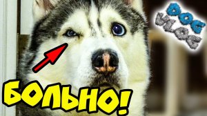 DOGVLOG_ ХАСКИ УКУСИЛИ ЗА ГЛАЗ! КЛИП ИЗ ВИДЕО ПОДПИСЧИКОВ. Говорящая собака.