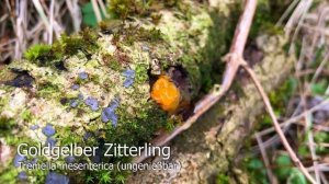 Pilze am 17.03.2018 | Pilze im März | Frühlingspilze in Oberbayern