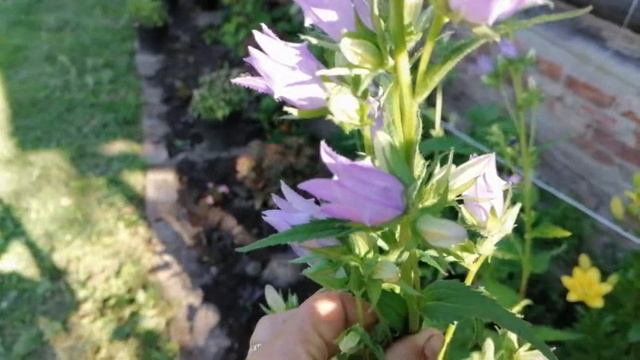 ?Мой цветник на даче.?Лилии цветут.?