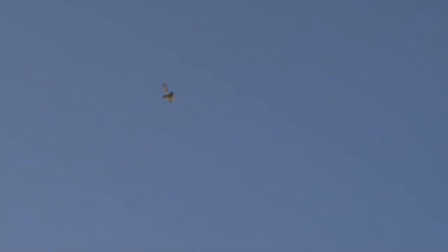 Турецкие бойные голуби Омск 2015 смотреть онлайн