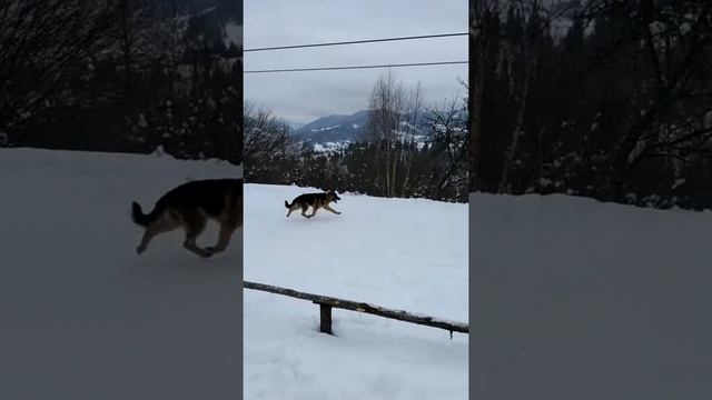 Собака и бугель смотреть онлайн