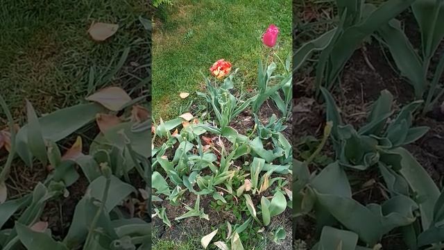 Клумба после цветения тюльпанов