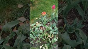 Клумба после цветения тюльпанов