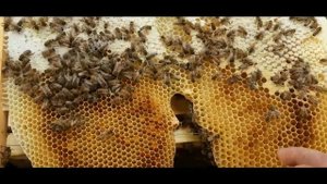 ✅Пчеловодство. А какое оно правильное расположение ячеек ?!✅