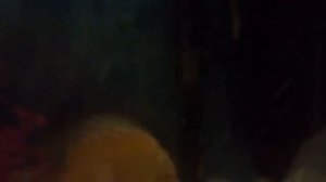 Обзор нагревателя для аквариума Aquael Gold 50 Ватт