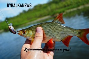 Хотели поймать щуку на воблер, а поймали краснопёрку на джерк! СЛАЙДЕР И ВЕРТУШКА РЕШАЮТ!