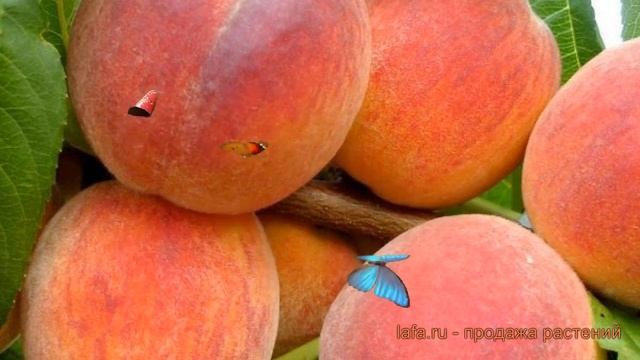 Персик обыкновенный Ред Хэвен (redhaven) ? обзор: как сажать, саженцы персика Ред Хэвен смотреть онлайн