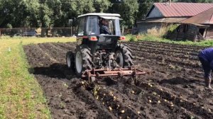Kubota GL-25 выкапываем картошку самодельным окучником. Картофелекопалка