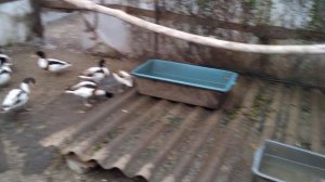 Утки пеганки набирают окрас