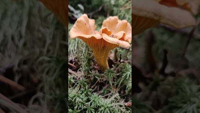 Лисичка настоящая.Cantharellus cibarius смотреть онлайн