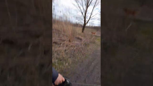 мы гуляем с псами на 2 полях и встретили много псов и увидели коз. смотреть онлайн