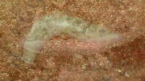 белая планария.WMV